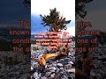 Silent Witness Of Centuries This Tree Predates Empires Shorts Facts Like Nature Oldesttree