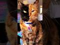 Black Cats Vs Orange Cats ‍
