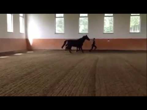 Quickstep von Quateron x Fidertanz x Rubin Royal x Don Schufro