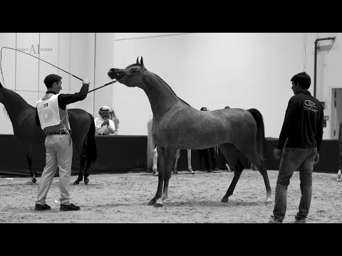 🌟⁣ DUBAI STUD 🌟⁣ Achievements, DIAHC 2022