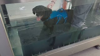 Snoopy (16), Week 13 - Post TPLO Surgery.