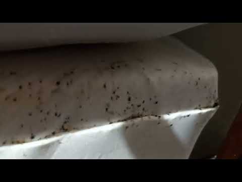 Bed is Infested with Bed Bugs in Asbury Park, NJ