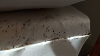 Watch video: Bed is Infested with Bed Bugs in Asbury Park, NJ