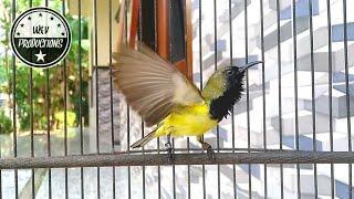 Download lagu CUKUP 1 MENIT!! SOGON manapun bakal nyaut dan ikut gacor dengan pancingan SOGON ini mp3