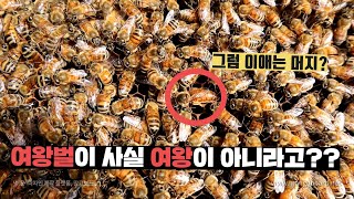 여왕벌이 여왕이 아니라고?사람들은 잘모르는 꿀벌 가족구성원!(feat.장수말벌 벌침보기)