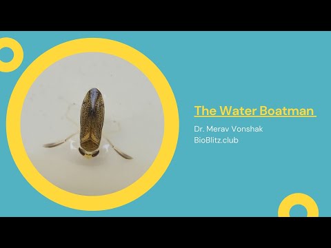 The Water Boatman