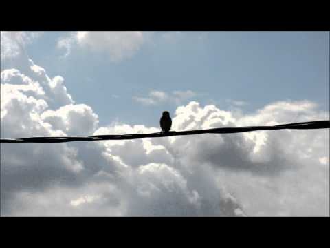 Noize Draft - Nu Creation