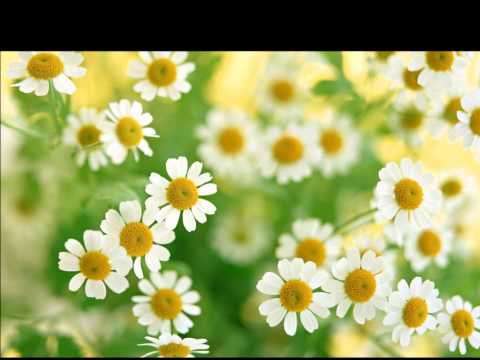 Omar Faruk Tekbilek-Wildflower