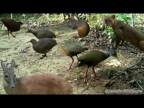Animais da Floresta: Cutias, Jaguatirica, Veado Mateiro ,Pacas ,saracuras, Jaós e Mais