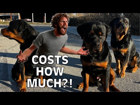 YouTube video about: How much does it cost to feed dog raw diet?