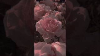 Baby bird lullaby ORIGINAL SONG #music #lyrics #song