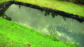 EMPRENDEDORES ESTADERO EN LA VEREDA MORRO ALEGRE, ANDES ANTIOQUIA