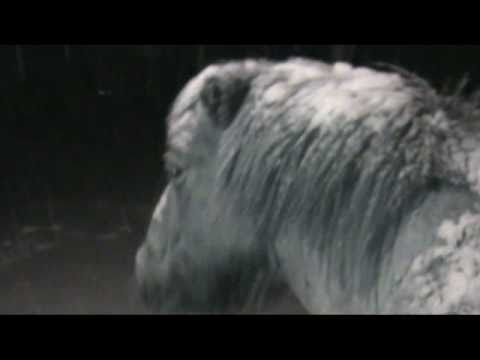 Icelandic horses out in falling snow 02/04/2011