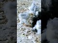 Cochin Chicken Baby Colony European Cochin Ytshorts Shortsvideo Viral Youtubeshorts