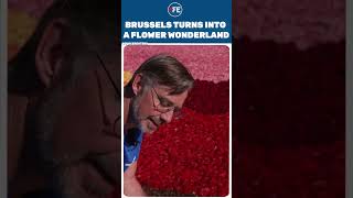 Brussels Unveils Breath taking Flower Carpet Despite Extreme Heat | World News