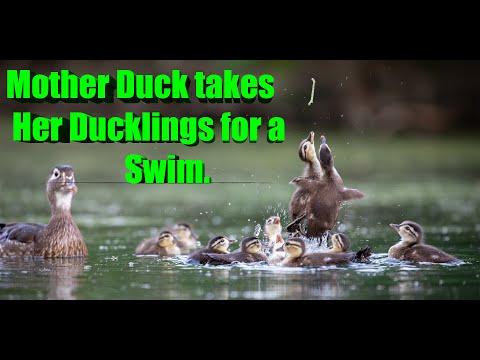 Mother Duck Takes Her Ducklings for a Swim #mother_duck #ducklings