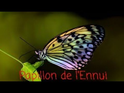 SCP-3209 : Le Papillon de l'Ennui [La Chronique du SCP]