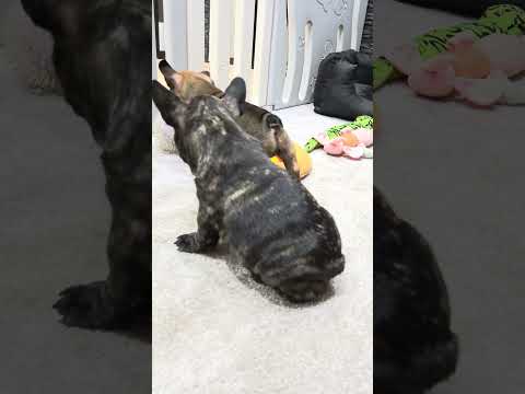 Video 1
