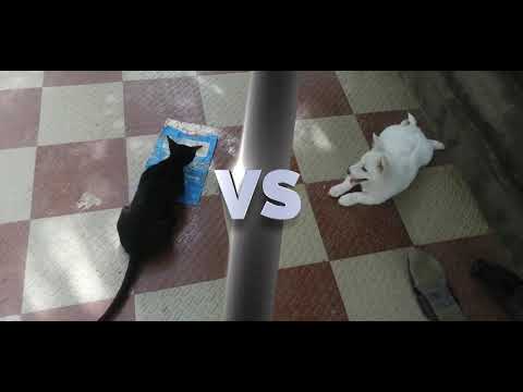 Black and White Warrr ||Dog and Cat Warrrr || Should watch till the end for a fabulouus end