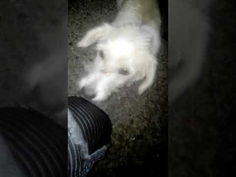 Lăbuș din Tepes Vodă ....