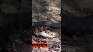 Águia Caçadora de Elite! Veja como ela domina as presas!