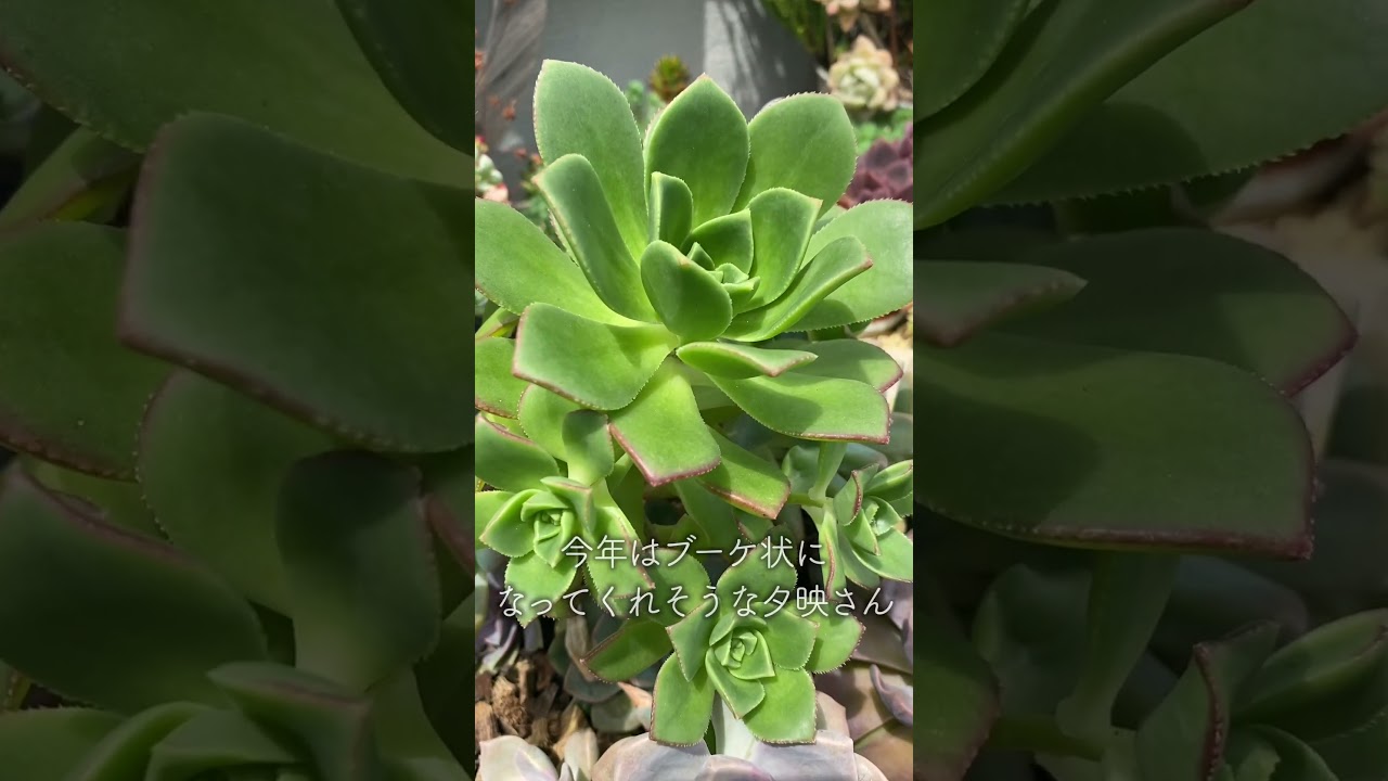 【多肉植物】徒長か成長か【succulent】