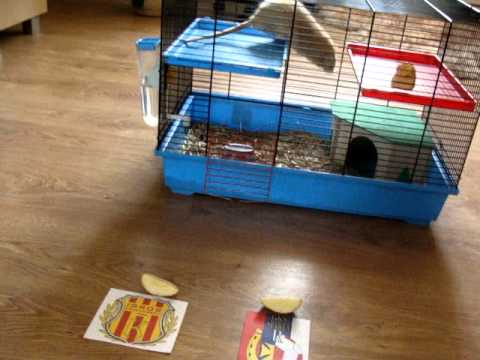 Igros Krasnobród - Sparta Wożuczyn