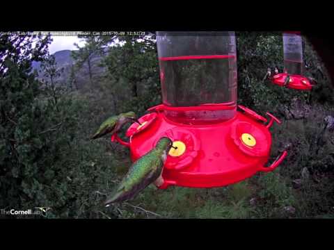 Feeder Frenzy West Texas Hummingbirds,  October 9, 2015