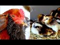 Araucana chickens with young chicks - Rumpless hens, roosters - Araucana Hühner Grünleger