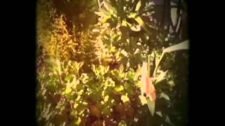 Dominique A - Les éoliennes