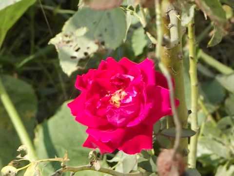 NOKIA LUMIA 510 CMAERA VIDEO SAMPLE