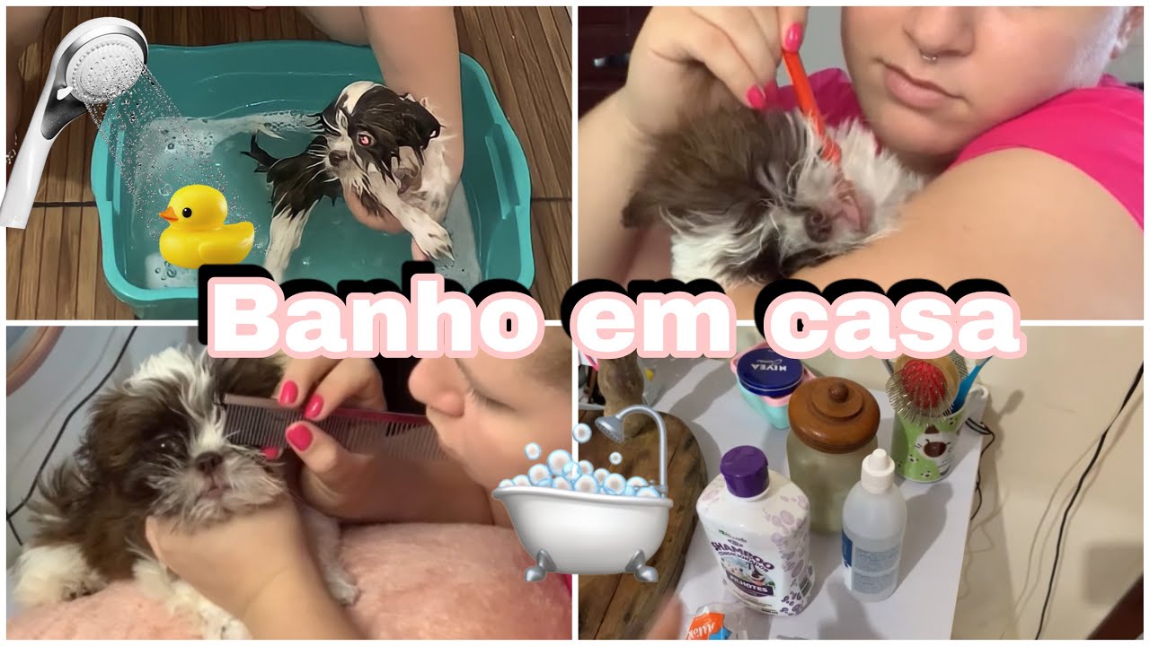 Dando banho em shih tzu filhote
