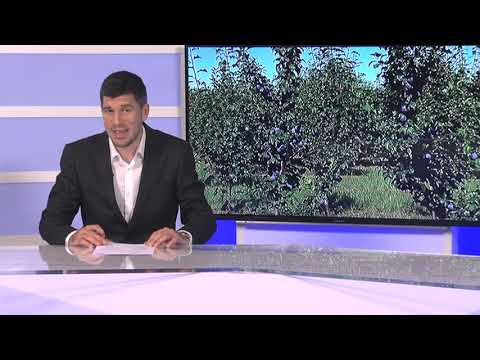 DNEVNIK 28.07.2020. Osječka televizija