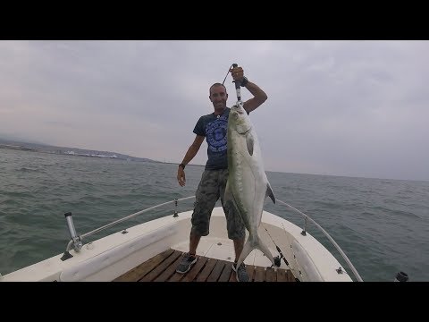 Leccia Amia a traina con il vivo - Pesca in mare dalla barca