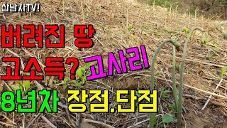 쓸모없는 땅 ! 활용! 고소득? 고사리 재배 8년차~ 수익과 장점 단점! 귀농,텃밭,귀촌,농가 소득 , 투잡…