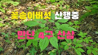 꽃송이버섯 심산행 중 만난 자연산 4구 산삼  (심마니 형님과 심산행)