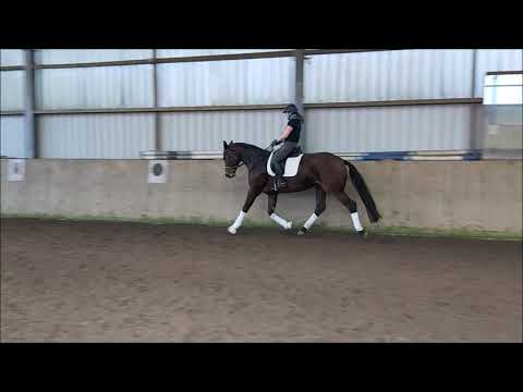 Mare *2016 Bon Coeur x Waterford FOR SALE