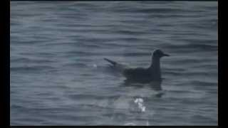 Lucio Dalla - IL CIELO (1967)