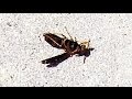 Wasp Nest Terminated