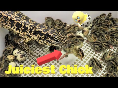 Tegu picks the juiciest quail chicks straight from an incubator - Part 1 (live feeding)