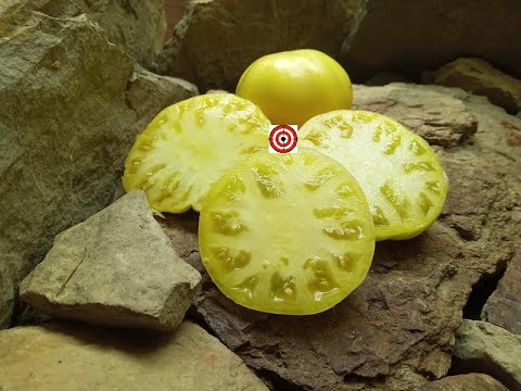 Viva Lindsey's Kentucky Wedding Tomato