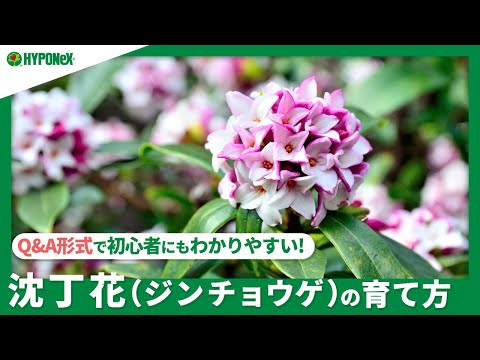 本物のジンチョウゲ 植物