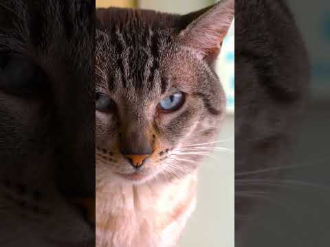 Fichado. #cats #gatos  #tommy