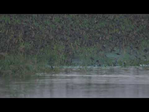 Spektakel i cerlojeve pikalosh (Sturnus vulgaris), pak para fillimeve te shtegetimit.