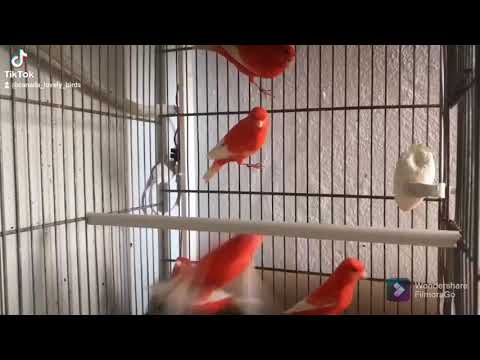 red factor white wings canaries