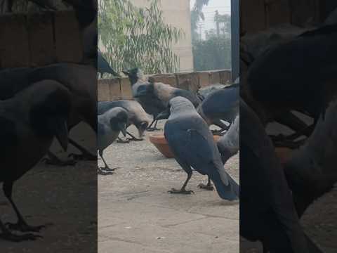 Crow voice 📢🔊 loudly kawa ki awaz crow crying