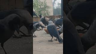 Crow voice 📢🔊 loudly kawa ki awaz crow crying