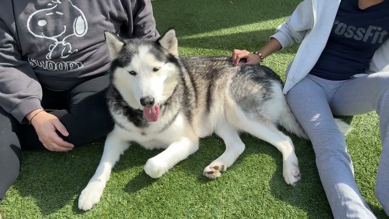 Enlarge Meet SOPHIE - Beautiful Siberian Husky, Young Adult - Friendly! , a ADOPTABLE Siberian Husky in Clifton, NJ video 4/6