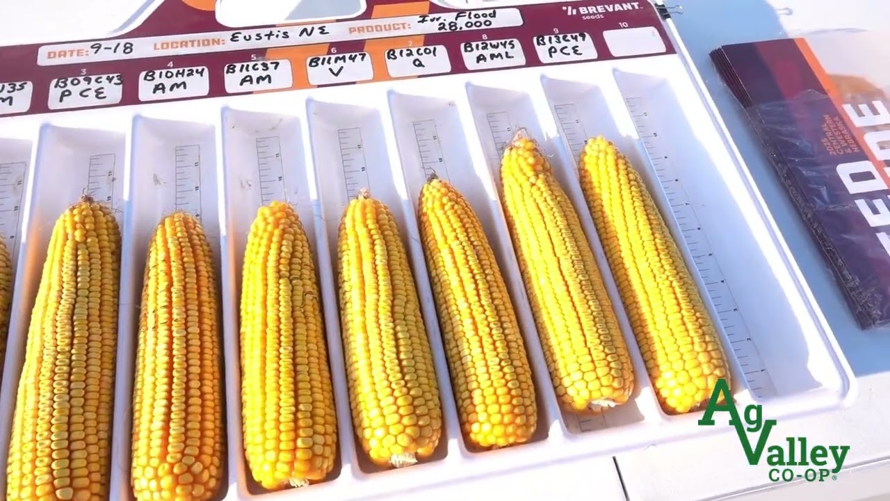 Fasse Field Day Recap