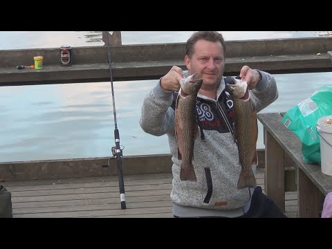 Flotte tigerørreder / Tigerforellen / Tiger trout